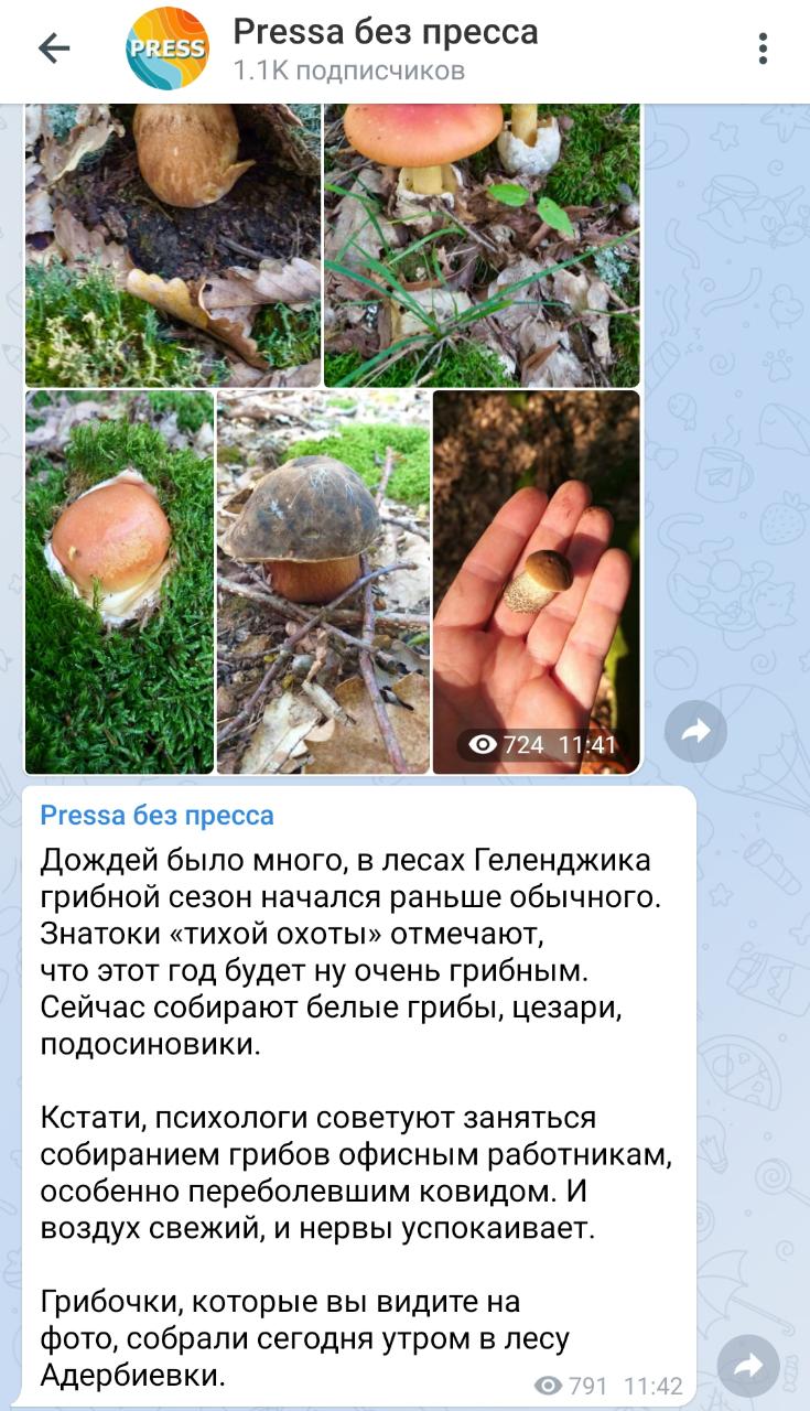 Неординарные чиновники Геленджика советуют жителям собирать грибочки от нервов