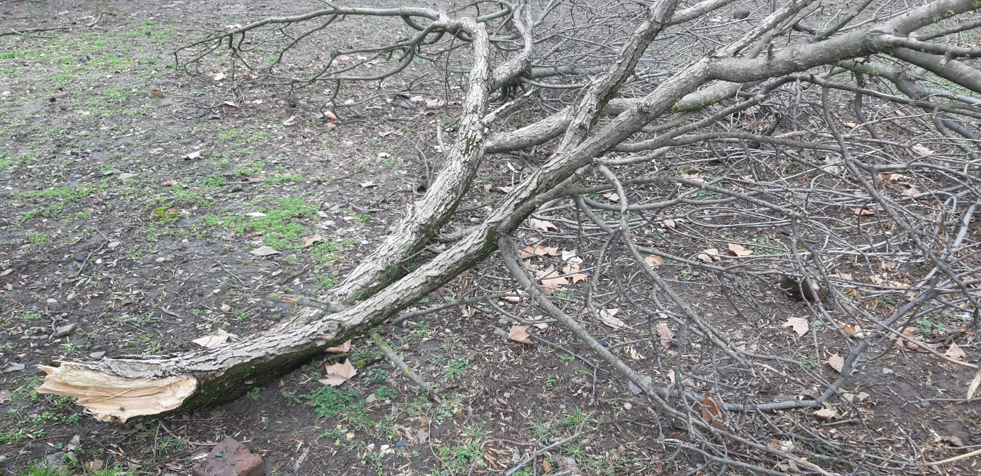 В Краснодаре не спешат убирать рухнувшие ветки деревьев ВИДЕО