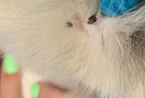 Ветеринары в ужасе: в Краснодаре с тела собаки они удалили 63 клещей