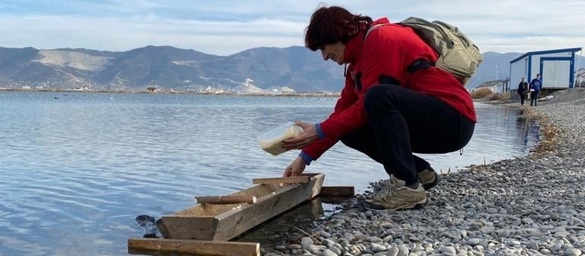 Кормушка с правильным питанием для птиц