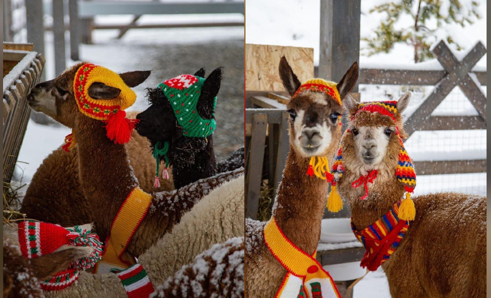 Милые животные стали еще очаровательнее