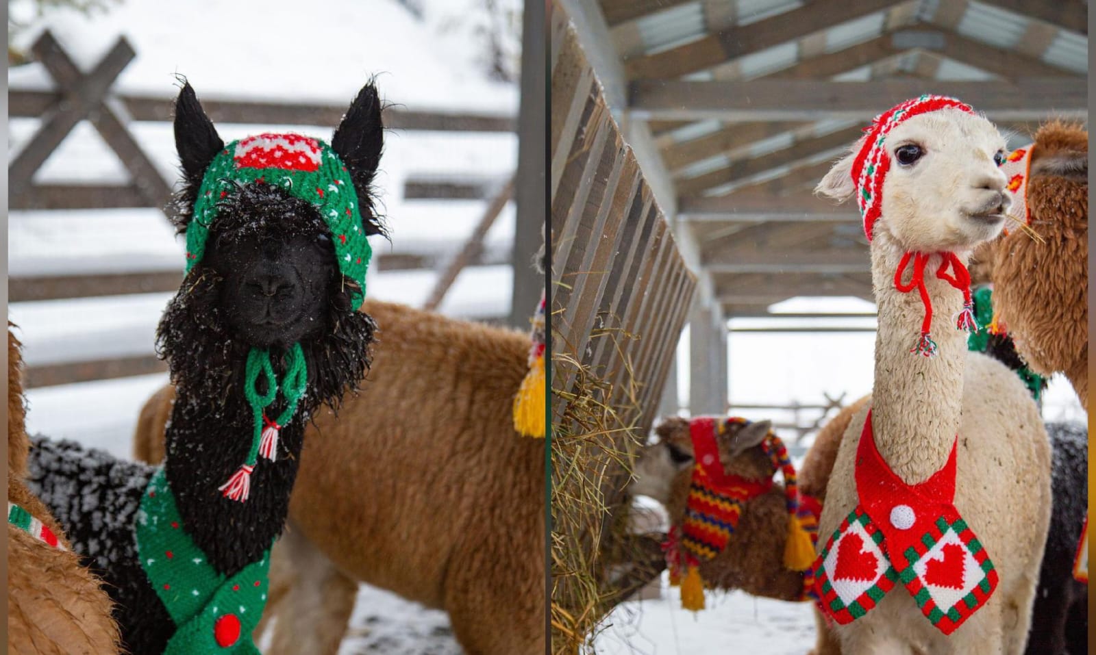 Альпаки похожи на солистов народного ансамбля