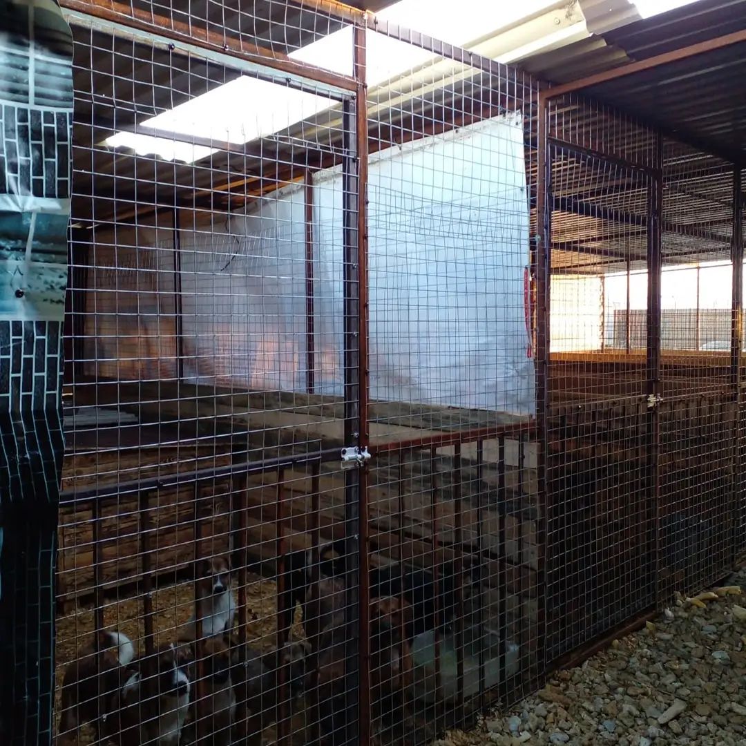 В Анапе шторм почти уничтожил приют для животных