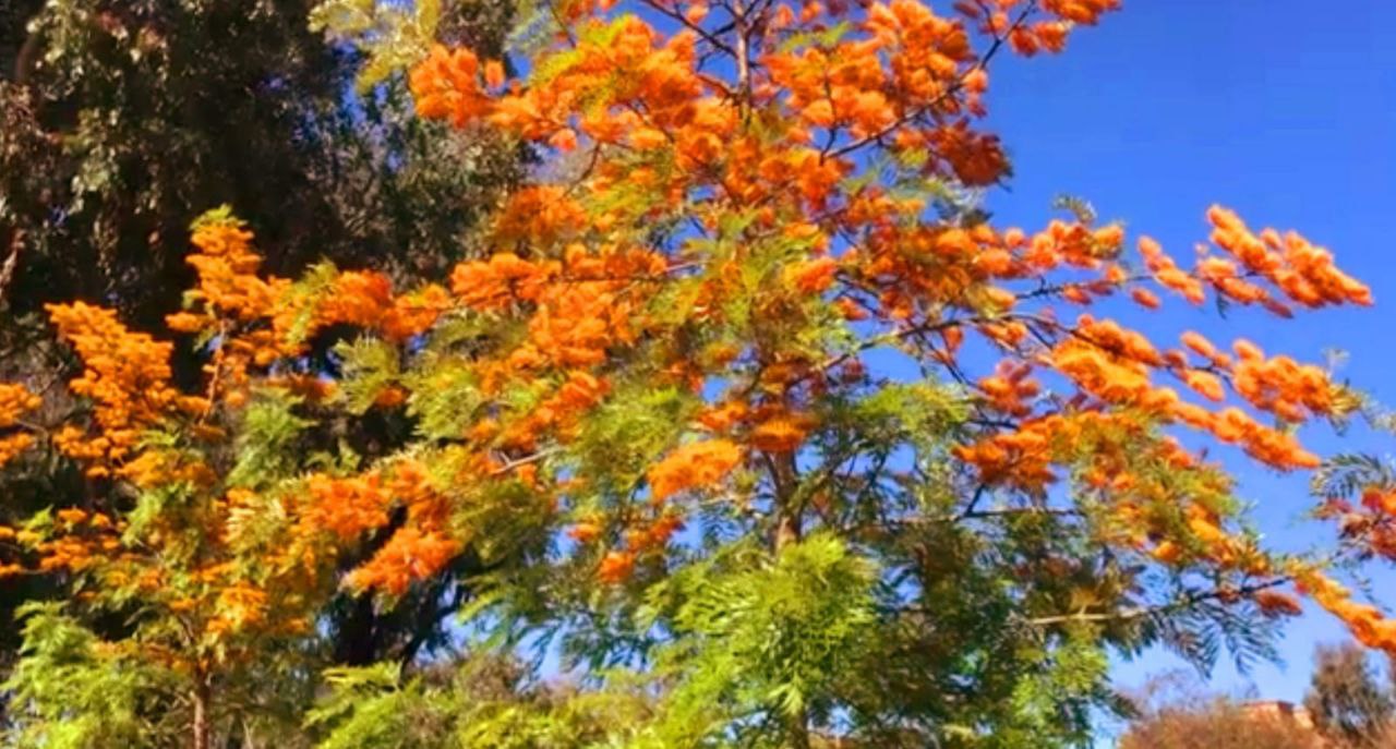 Дерево, существовавшее до динозавров, зацвело в Сочи
