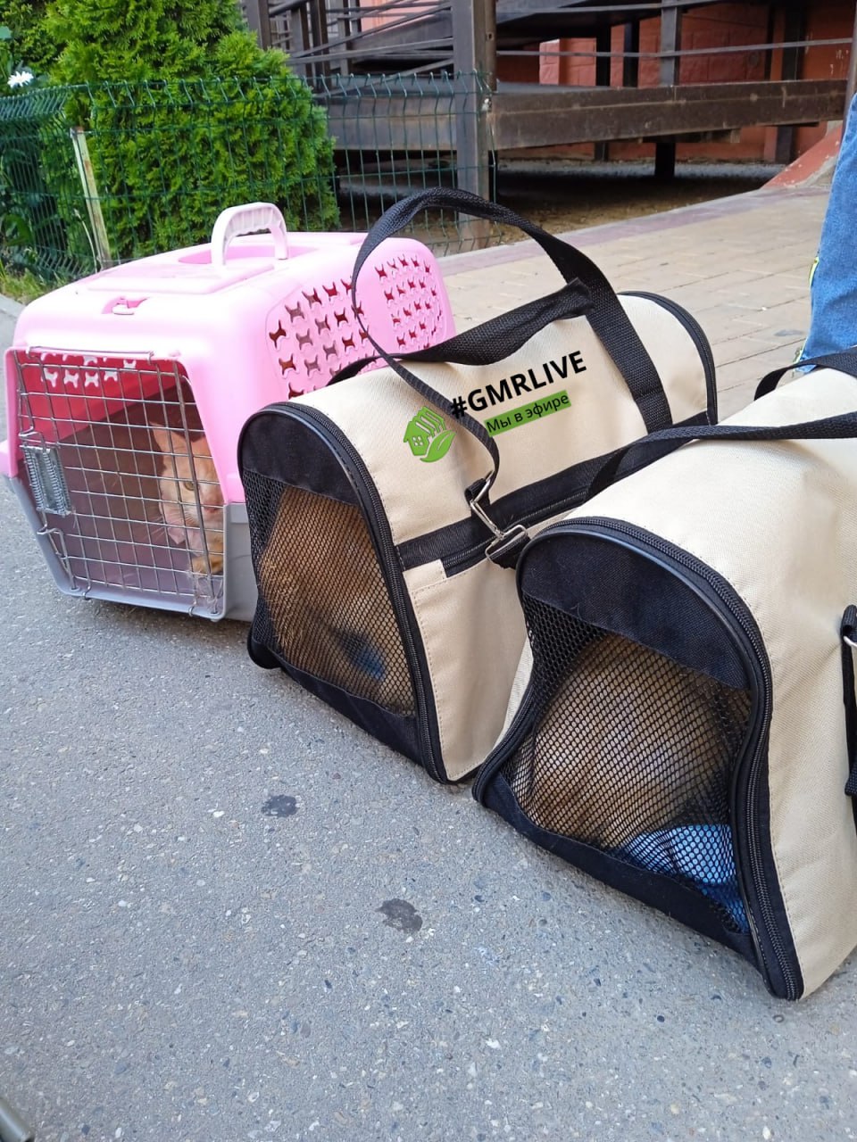 «Отравляющая вонь»: в Краснодаре соседка кошатницы, содержащей в однушке около 50 животных, рассказала подробности этой истории