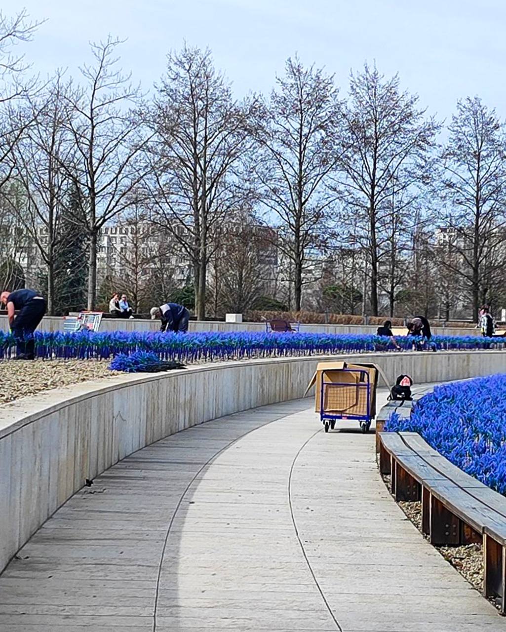 В парке Галицкого в Краснодаре убирают светящийся шалфей