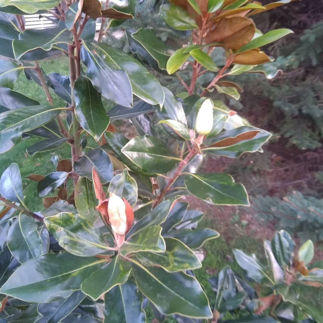 Декабрь в Анапе: зреет малина и цветет жасмин