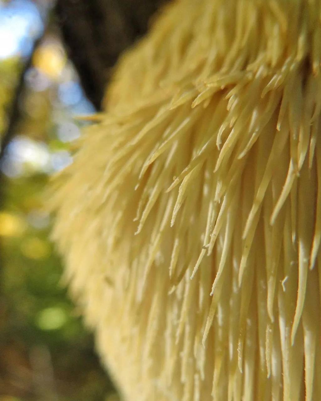 В лесу Анапы нашли волосатые грибы