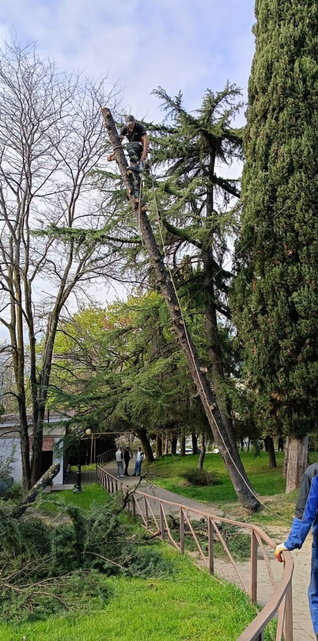 В Сочи коммунальщики вырубают огромные деревья