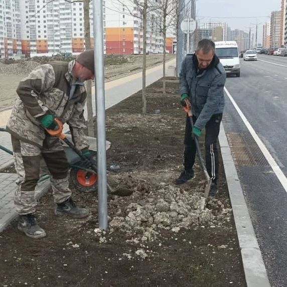 В Новороссийске на улице Мурата Ахеджака гибнут деревья