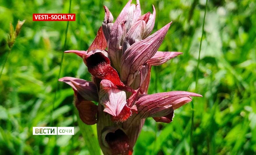 Кавказская орхидея