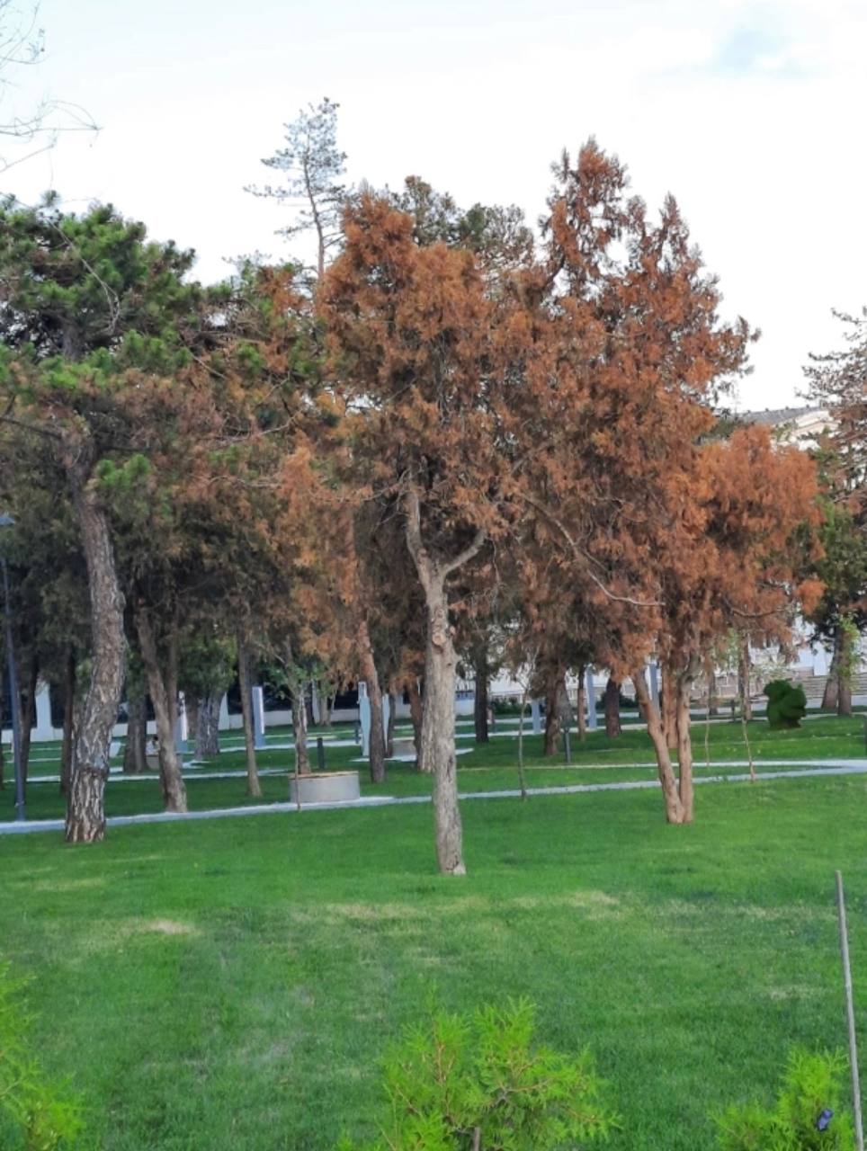 В Темрюке рассказали, почему гибнут деревья в парке Пушкина 