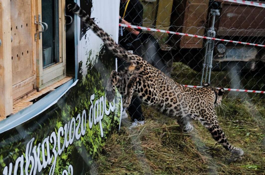 Сочинского леопарда Лео убили браконьеры в Северной Осетии