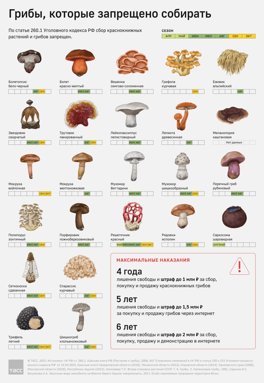 В России грибников теперь будут наказывать даже за сбор мухоморов