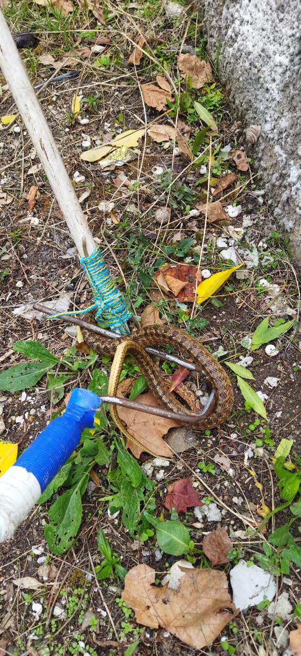 В Новороссийске змея заползла на территорию детского сада