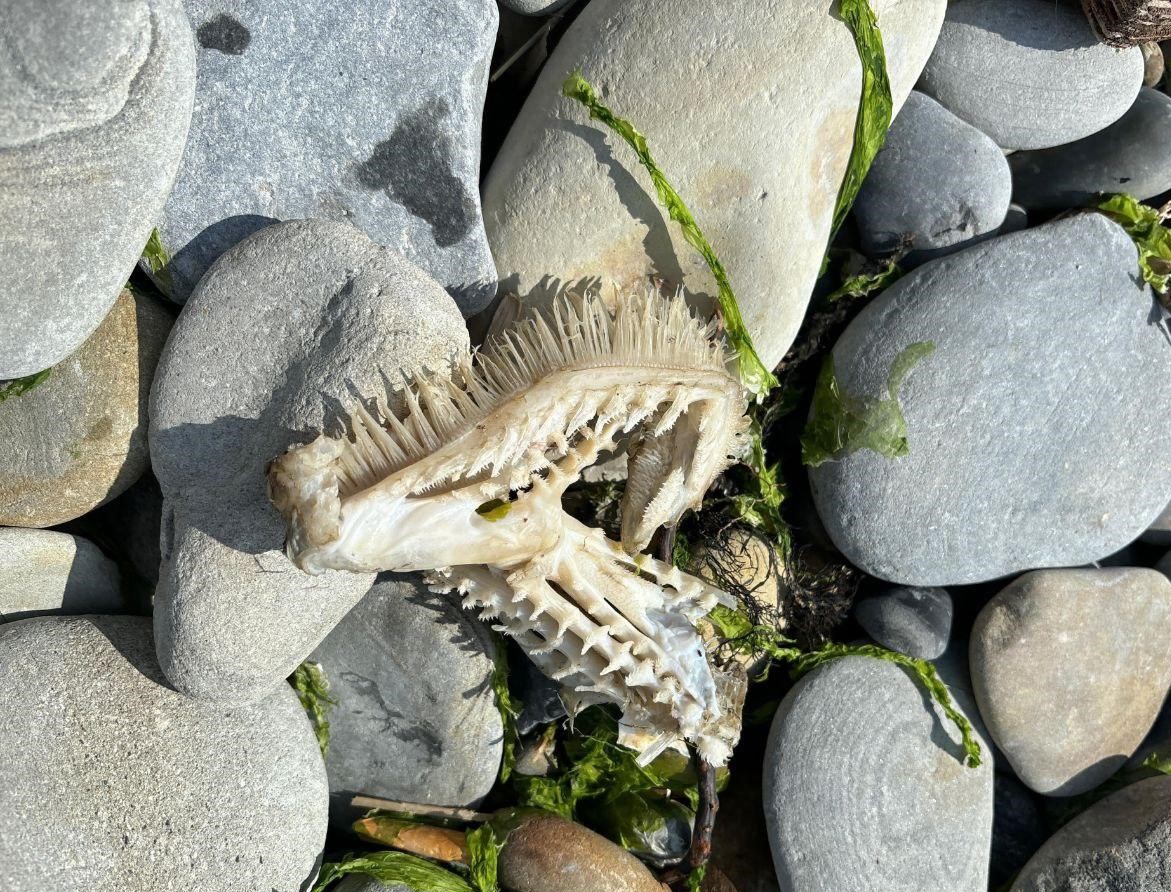 Скелет акулы выбросило на берег в Новороссийске