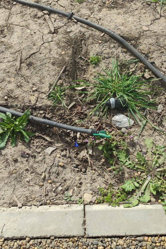 На новом Николаевском бульваре в Краснодаре сохнут молодые деревья