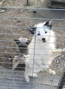 Приют для животных "Лис"