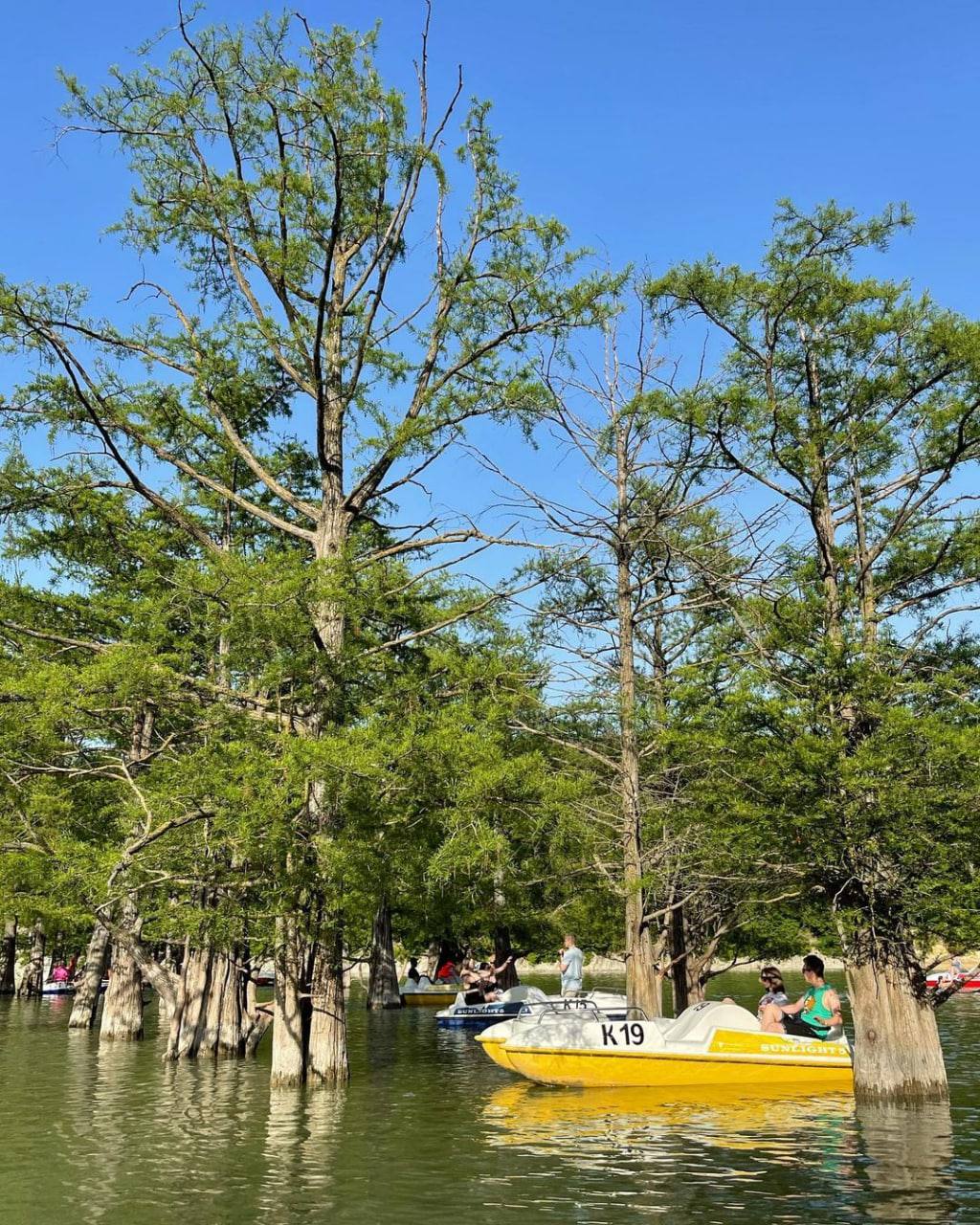 Уникальные кипарисы на озере в Сукко вновь страдают от туристов ВИДЕО