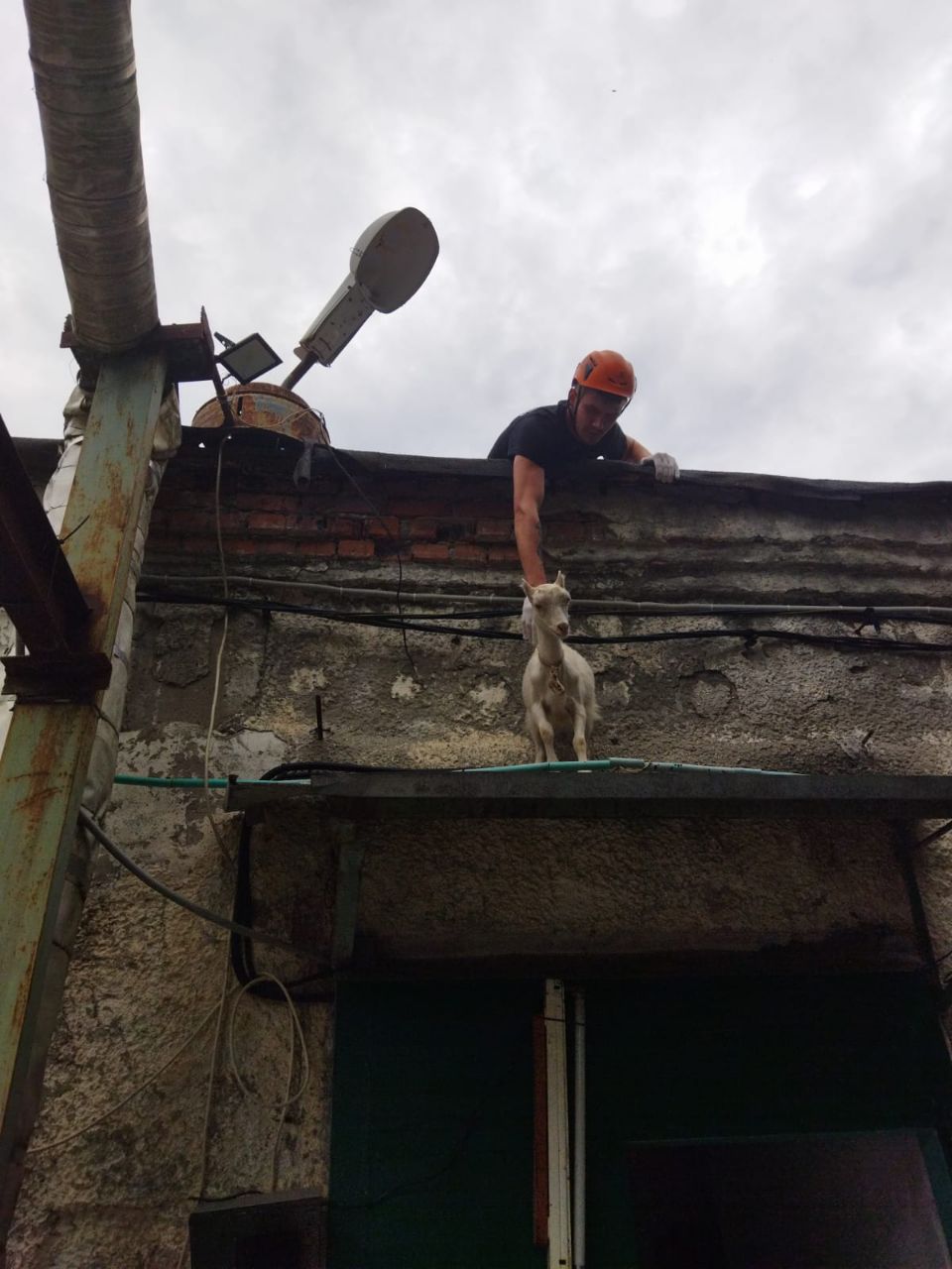 Жители Новороссийска удивились козе, забравшейся на здание 