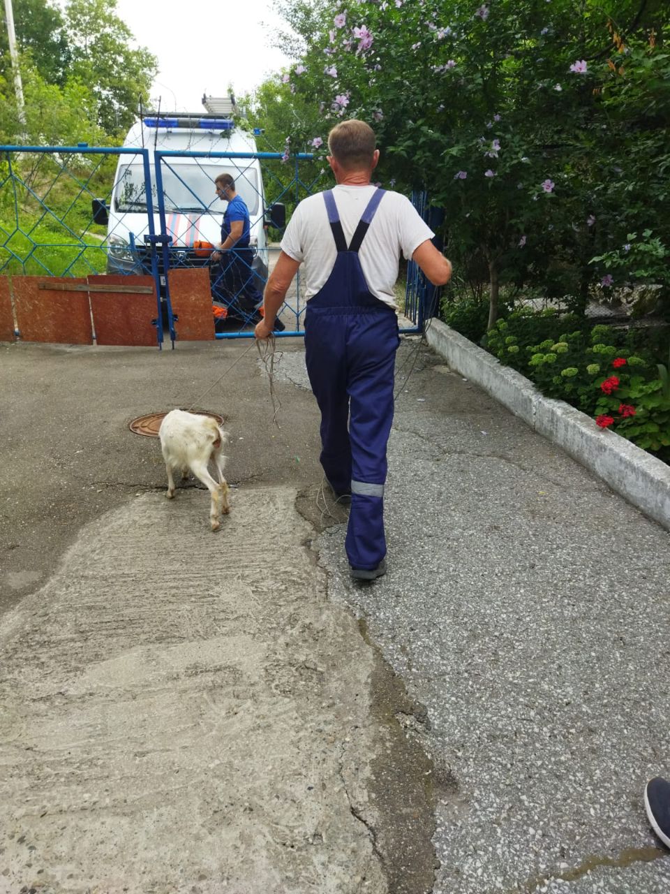 Жители Новороссийска удивились козе, забравшейся на здание 