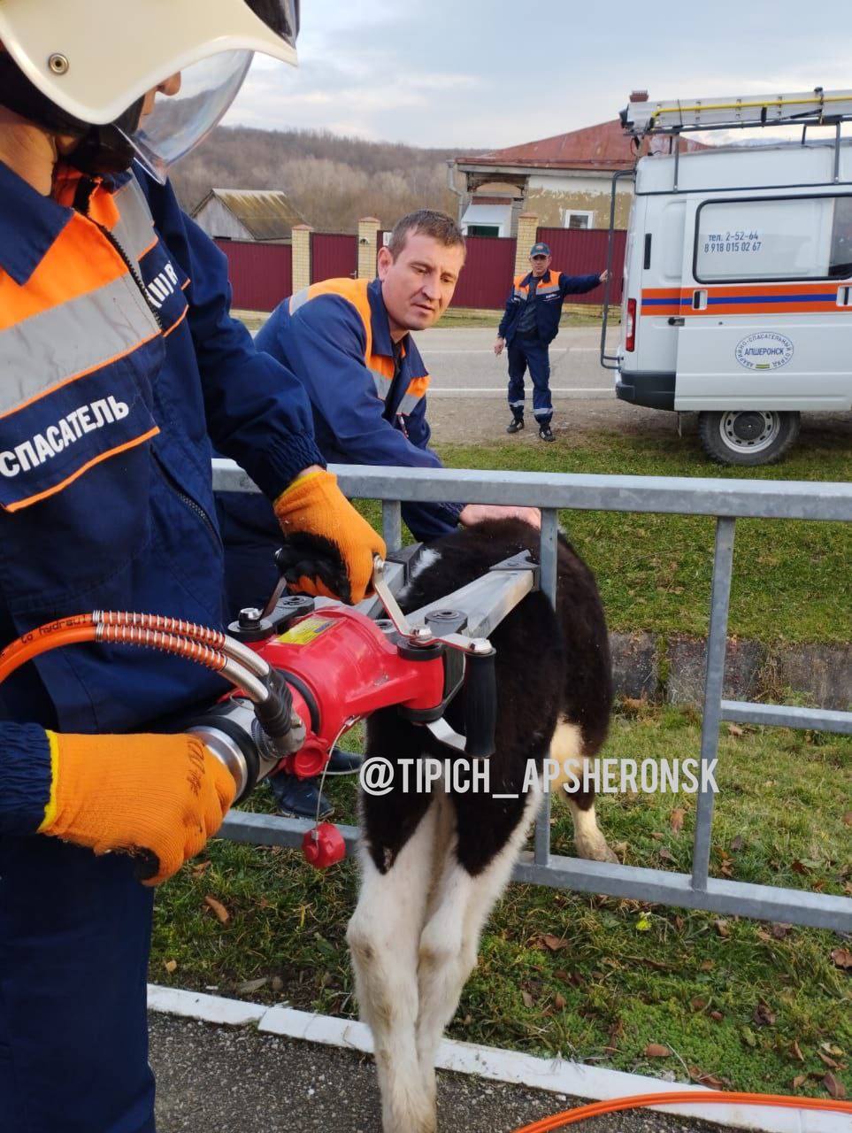 В Апшеронске спасали застрявшего в заборе бычка