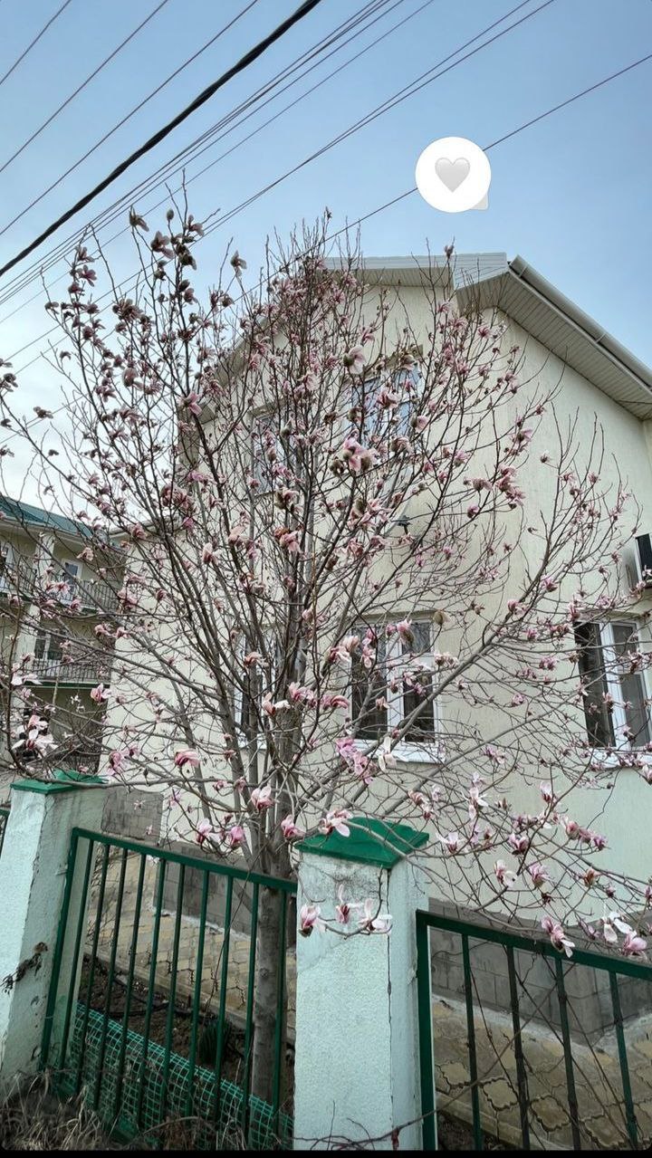 В Краснодарском крае начался сезон цветения магнолии
