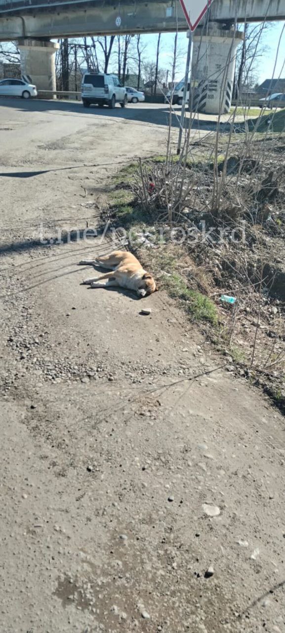 Жители Краснодара рассказали о массовом отравлении собак