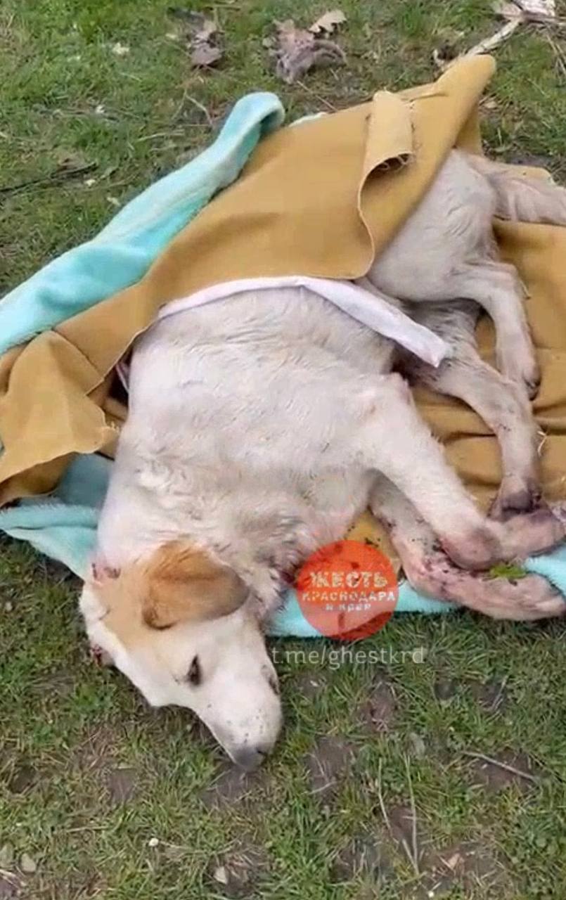 Жители Краснодара обвинили тракториста в расстреле собак