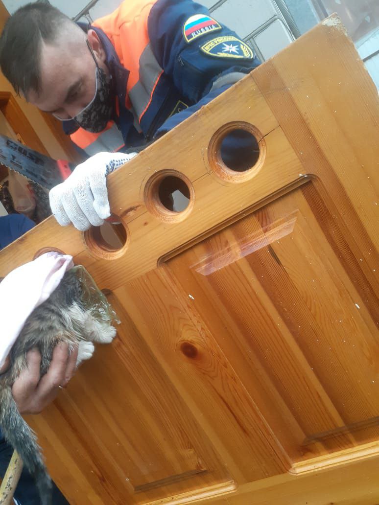 В Новороссийске спасатели доставали застрявшего в двери котенка