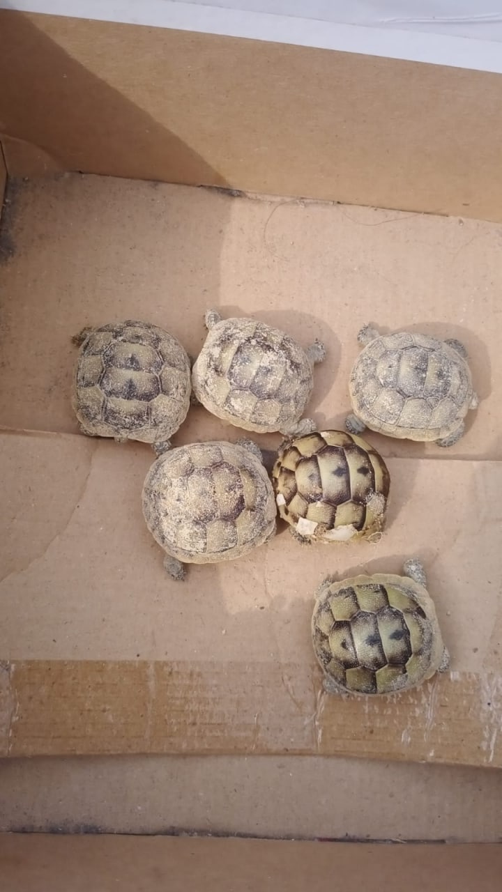 В Новороссийске шесть маленьких черепашек выпустили в дикую природу ВИДЕО