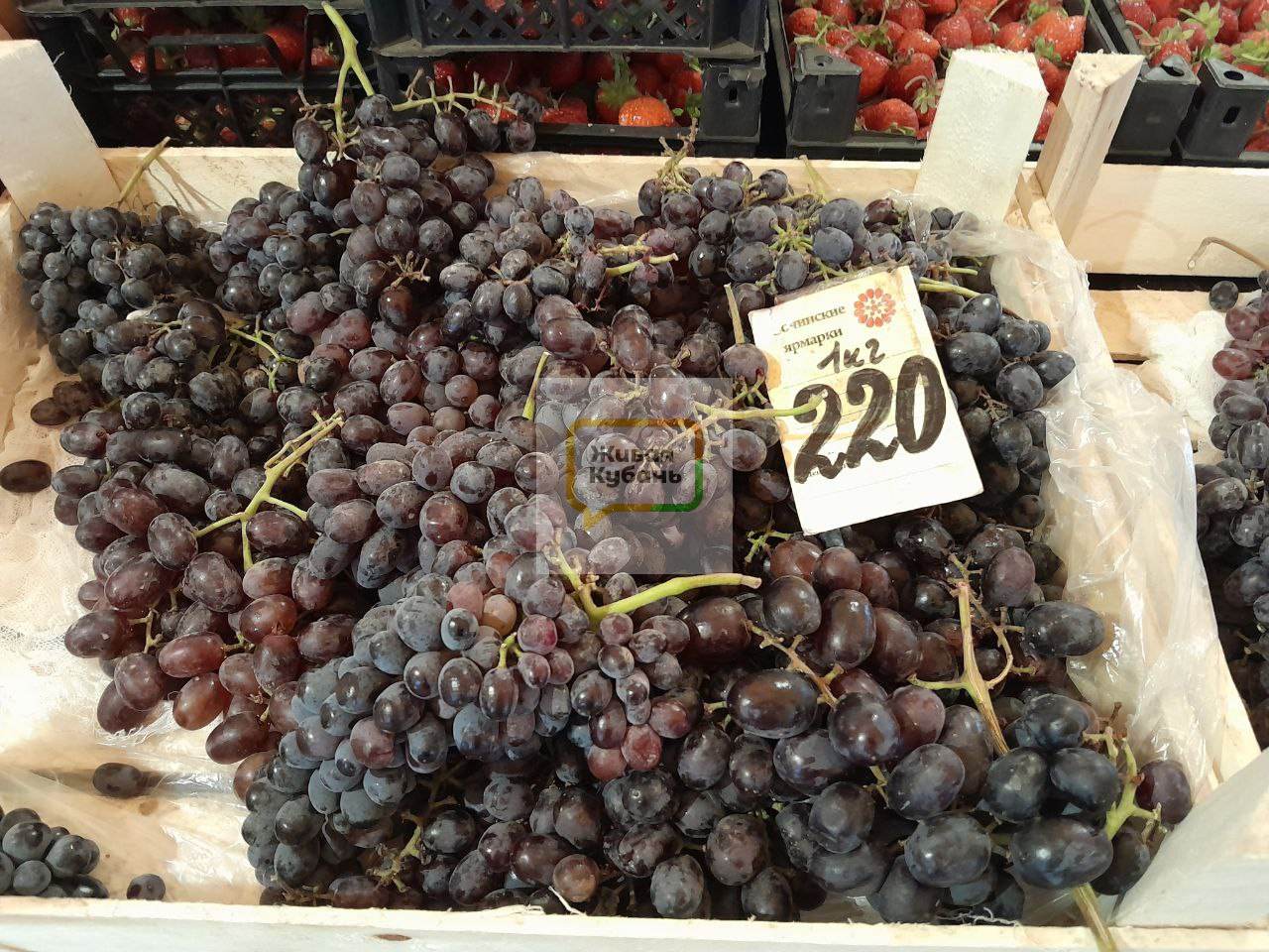 Фото: Живая Кубань