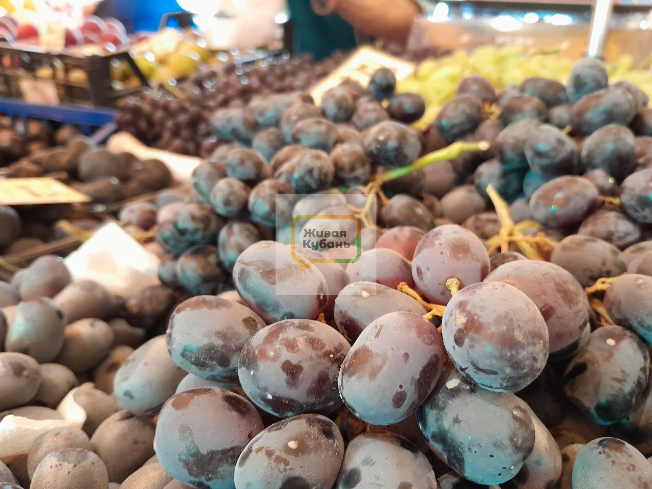 Фото: Живая Кубань