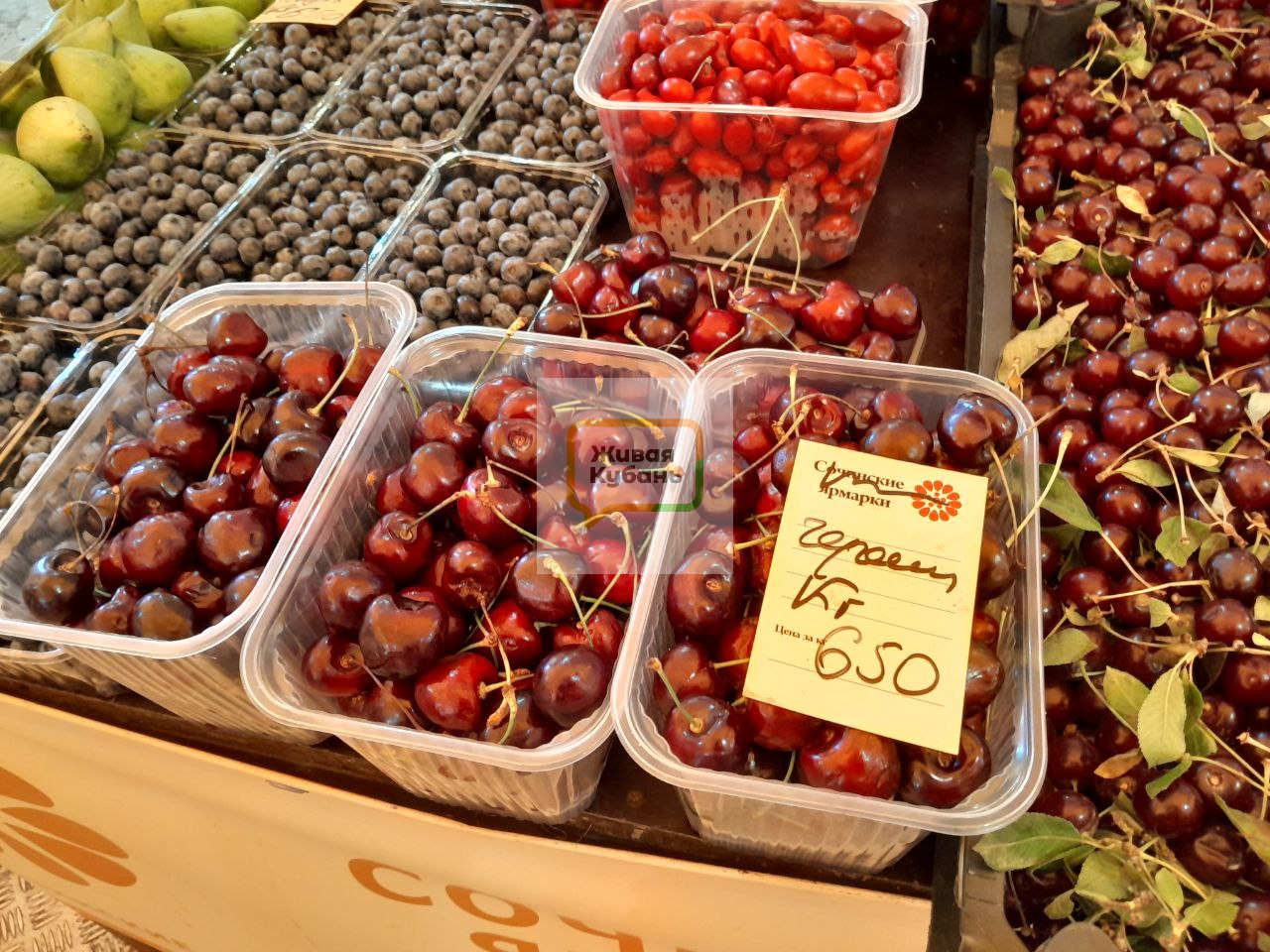 Фото: Живая Кубань