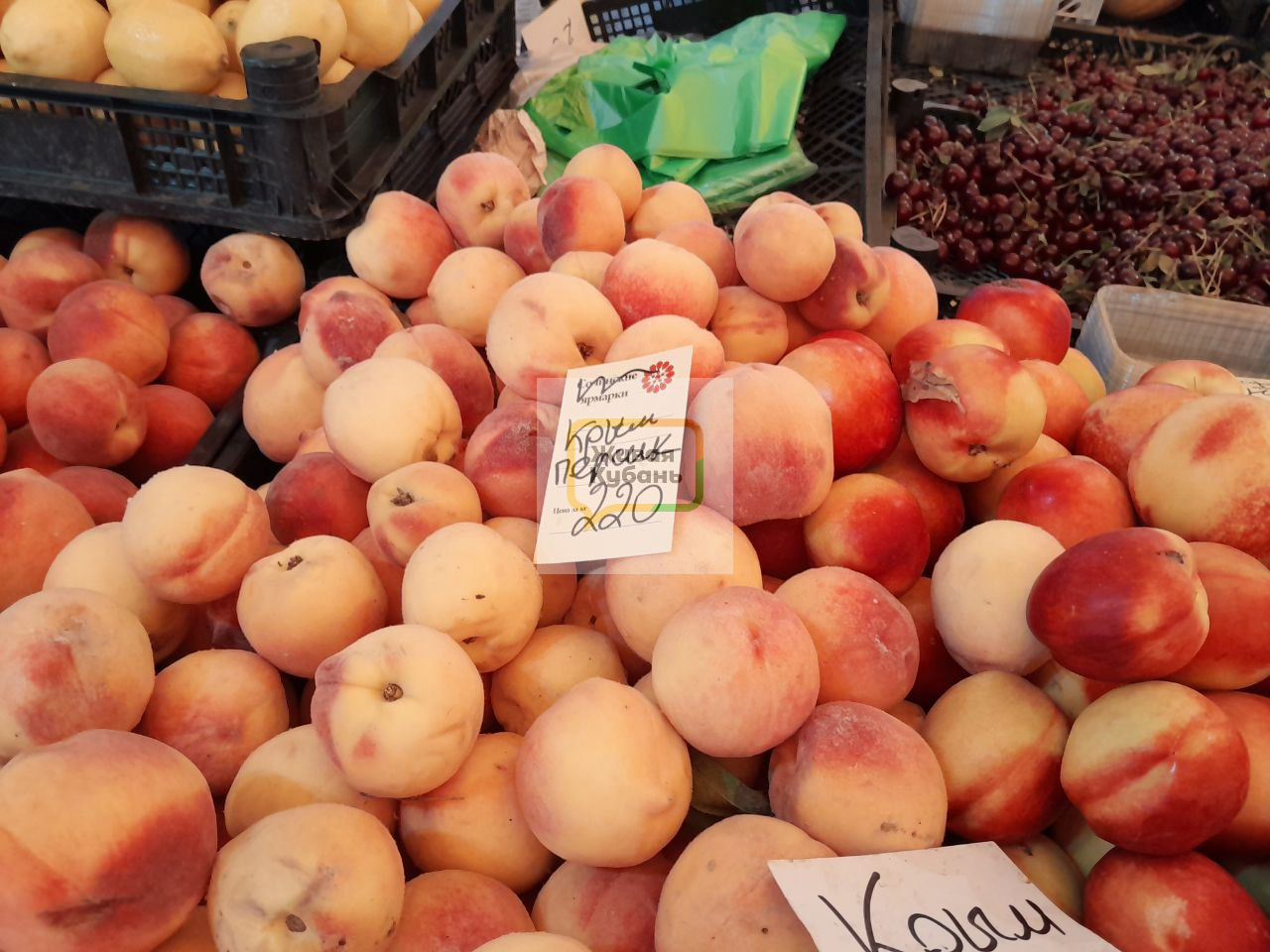 Фото: Живая Кубань