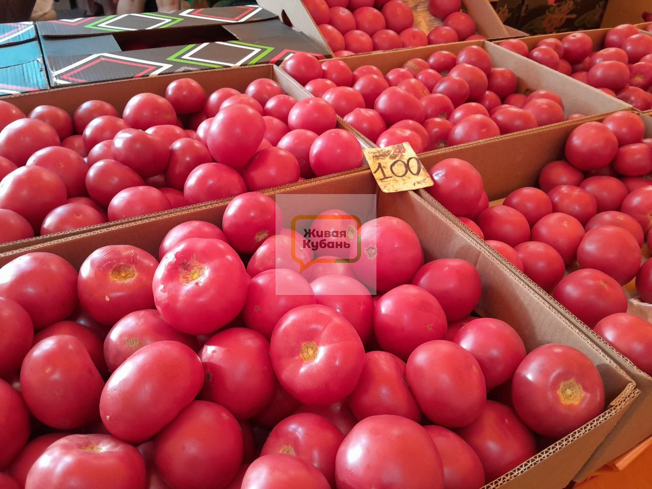 Фото: Живая Кубань