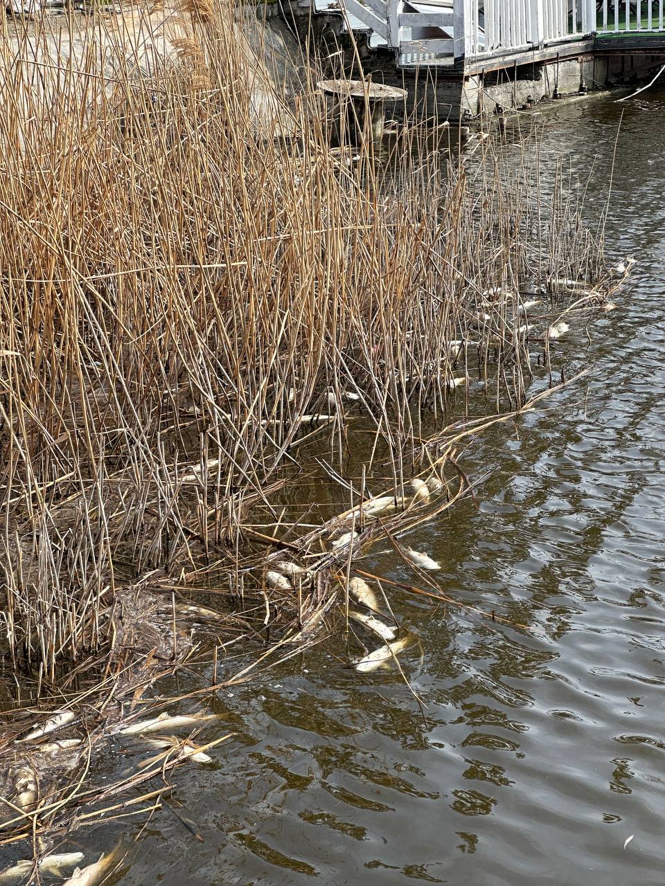 Фото: ТГ-канал Анапское Черноморье