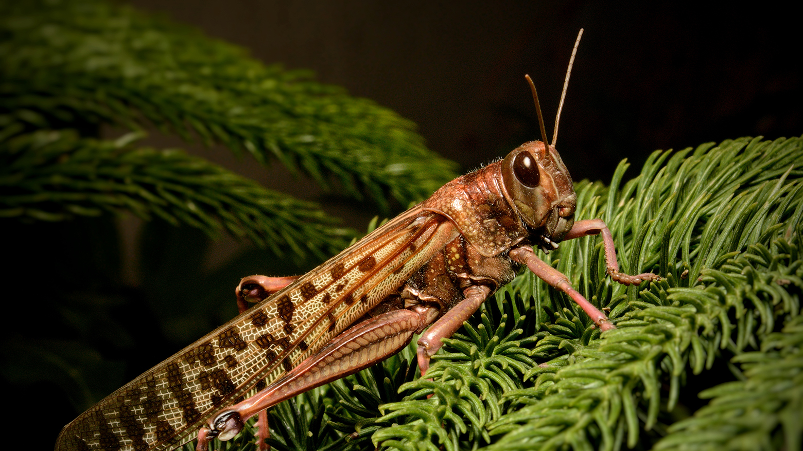 Ожидать ли дачникам Кубани нашествия насекомых в этом году?
