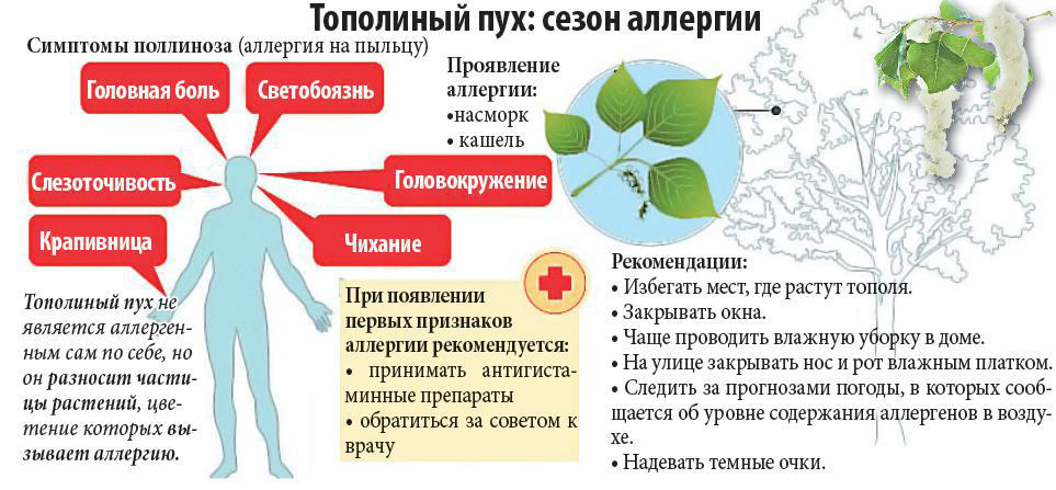 В Роспотребнадзоре рассказали, как избавиться от аллергии на тополиный пух