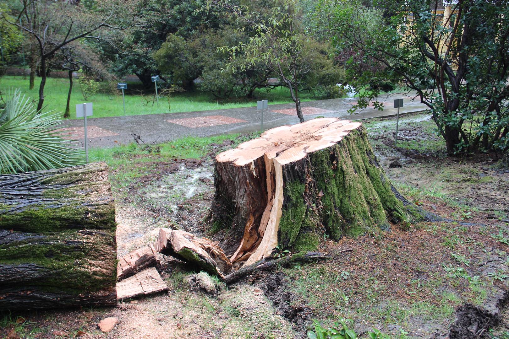 В Сочи ветер с корнем вырвал 25-метровый кипарис и 22-метровый эвкалипт