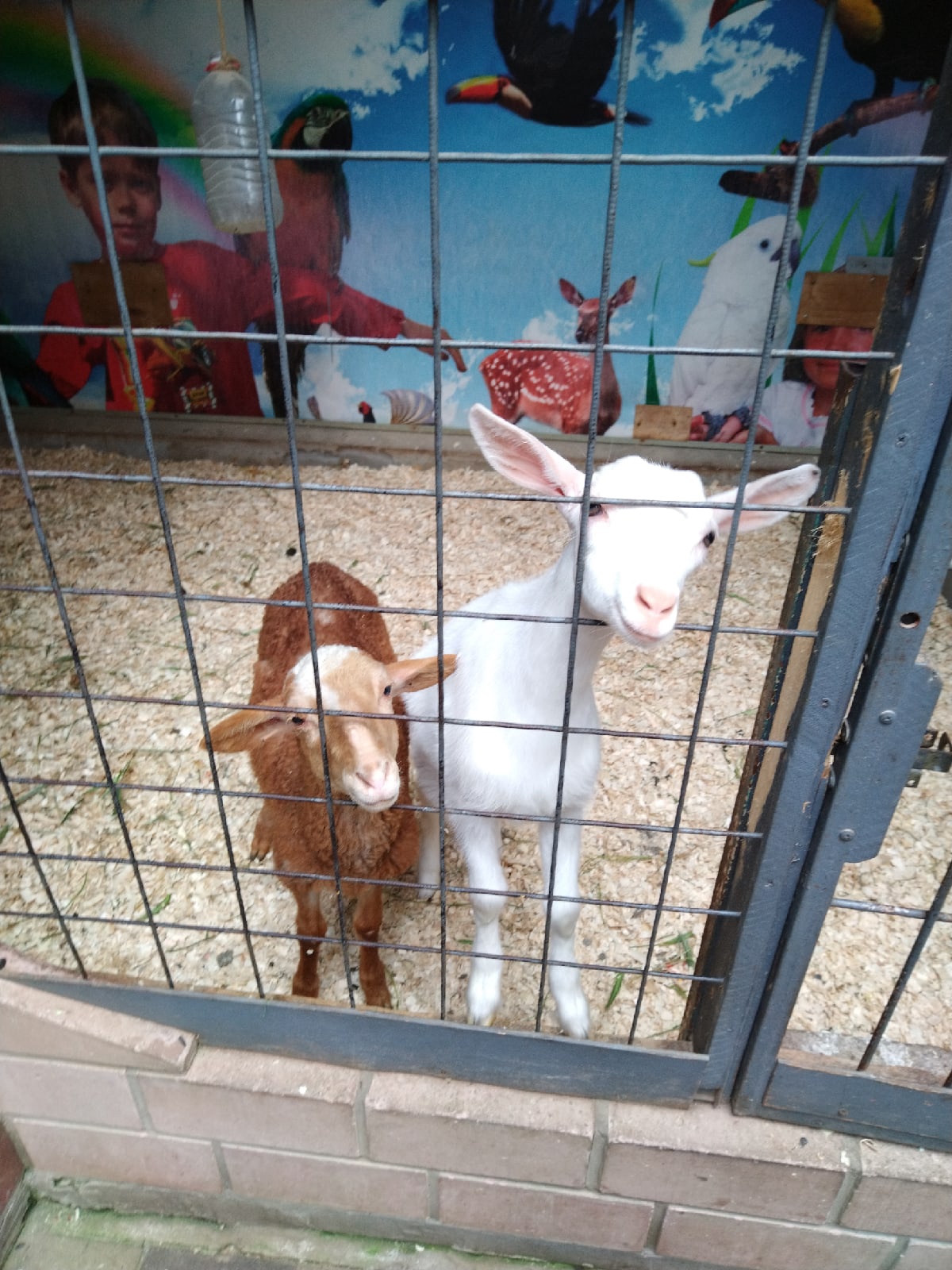 В Анапе закрыли контактный зоопарк «Мир животных»