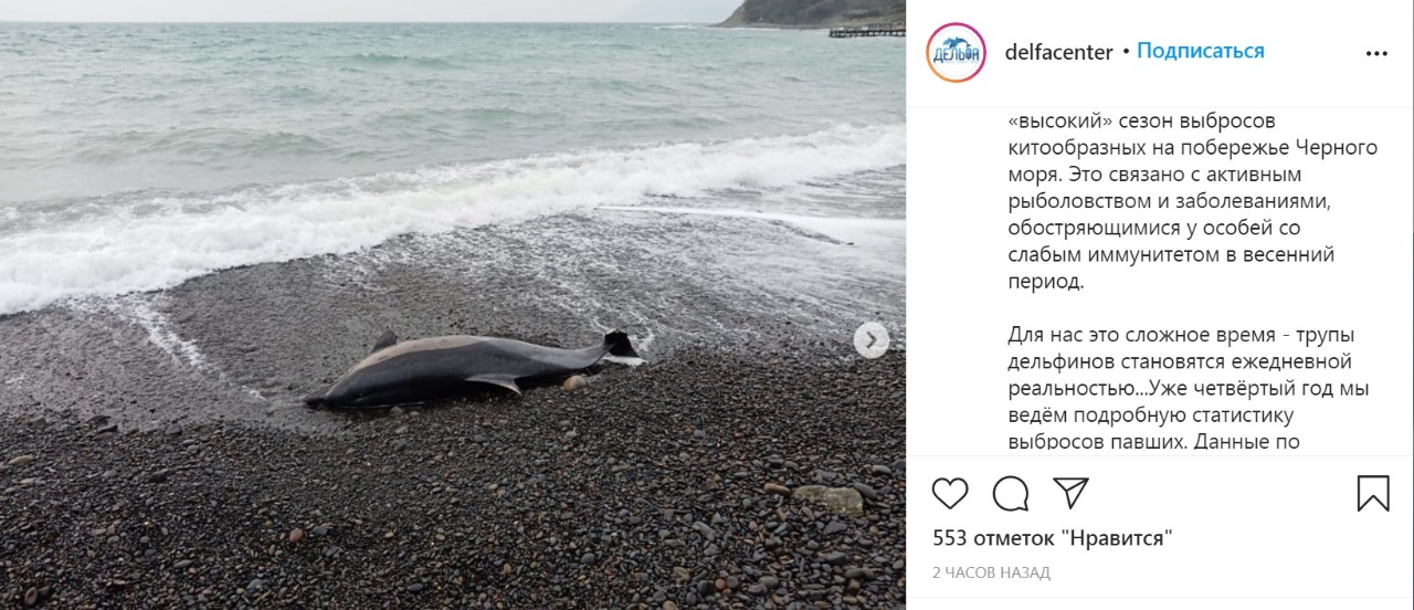 В феврале в Краснодарском крае нашли 50, а в марте 33 мертвых дельфина