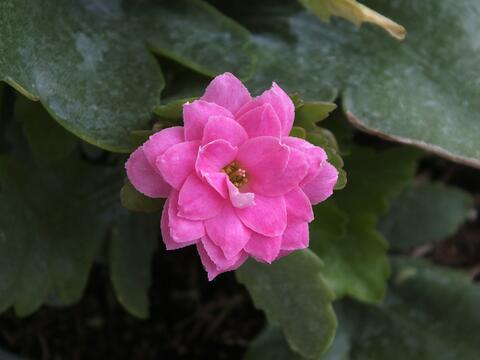 Какие цветы посадить в декабре для ранней рассады?