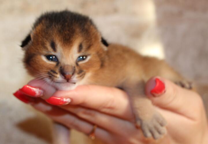 В Краснодаре состоится первая в мире выставка гибридных кошек 