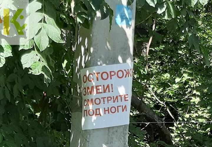 какие змеи водятся в геленджике и окрестностях. Смотреть фото какие змеи водятся в геленджике и окрестностях. Смотреть картинку какие змеи водятся в геленджике и окрестностях. Картинка про какие змеи водятся в геленджике и окрестностях. Фото какие змеи водятся в геленджике и окрестностях