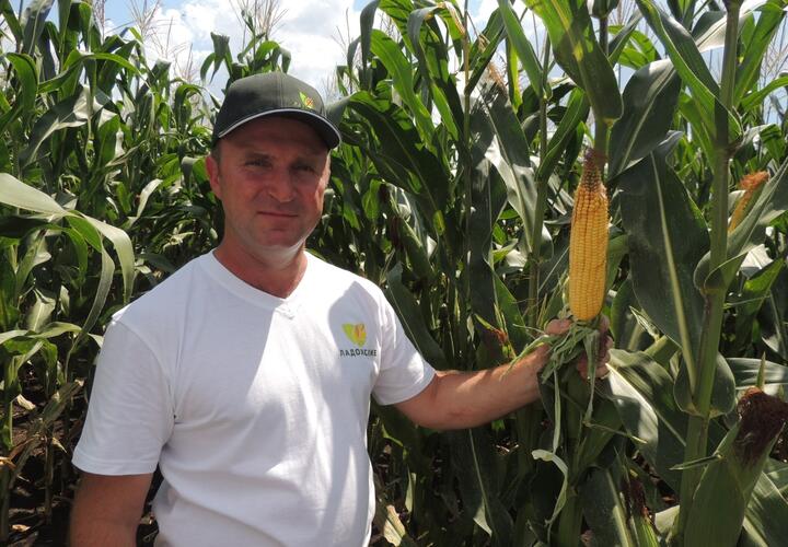 Посевы кубанские гибридов кукурузы «Ладожские» высоко оценили аграрии страны