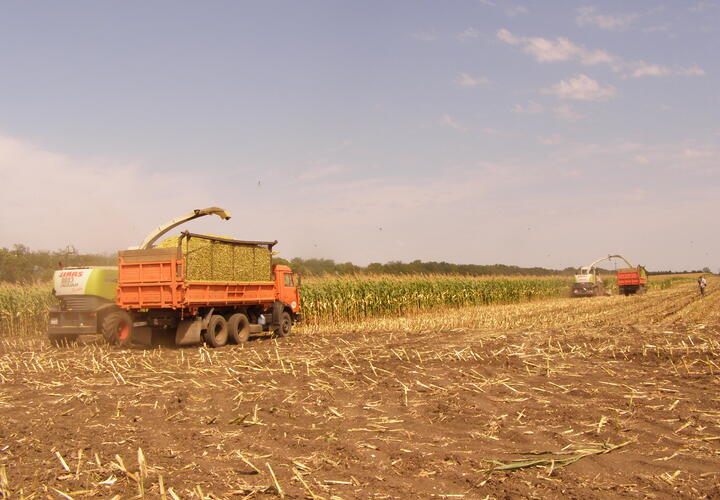 В Усть-Лабинском районе начали уборку кукурузы на силос