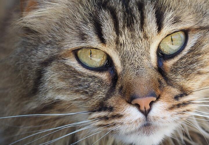 Почему кошки уходят из дома перед смертью, показало исследование | Живая  Кубань