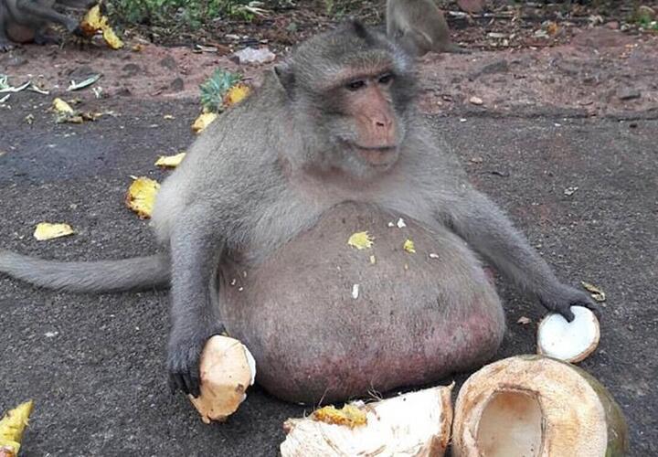 Самая толстая в мире макака пропала в Тайланде | Живая Кубань
