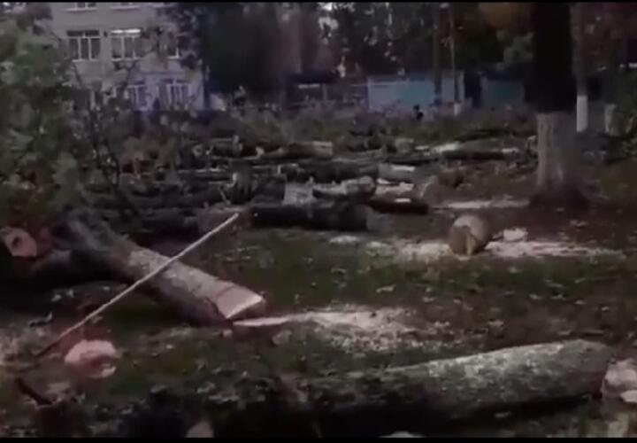 Массовый лесоповал: на территории школы №52 Краснодара вырубают деревья (ВИДЕО) 